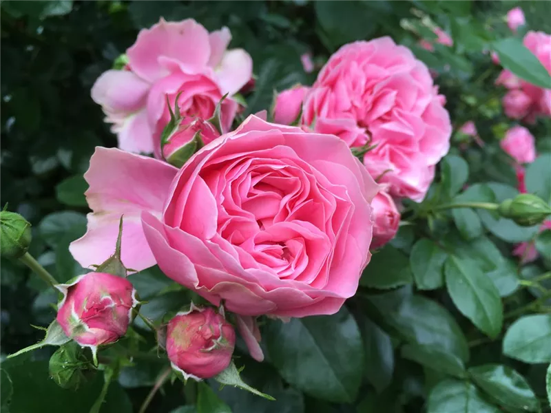 Rosa 'Leonardo da Vinci®'