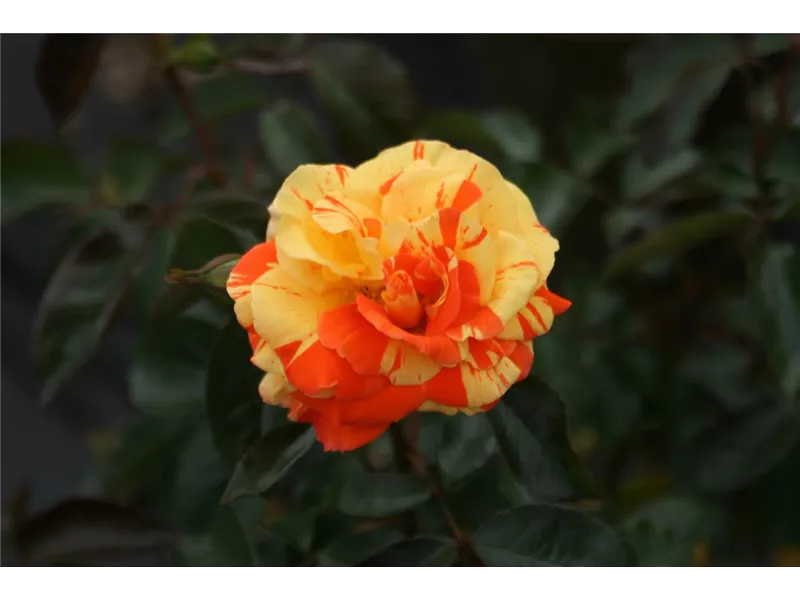 Rosa 'Papagena®'