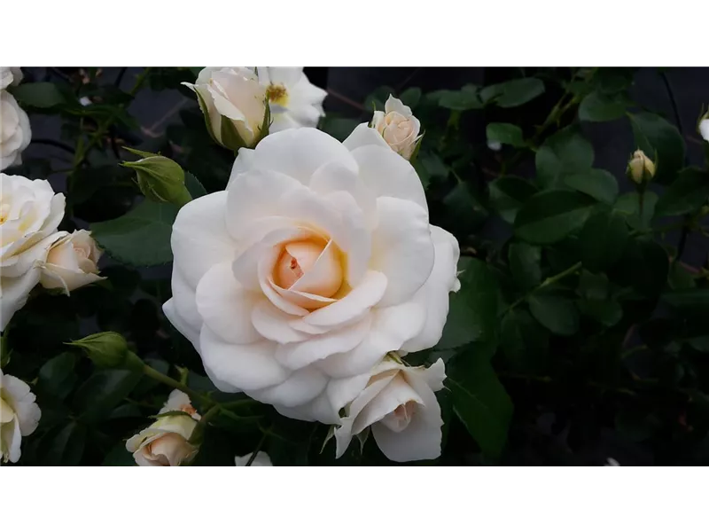 Rosa 'Rose der Hoffnung®'