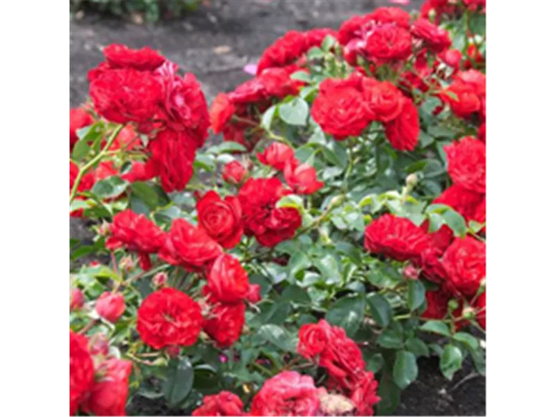 Rosa 'Fairy Queen'