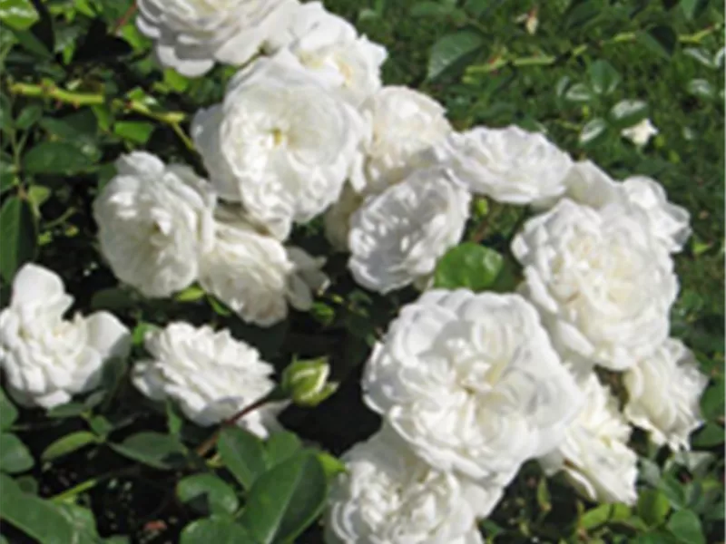 Rosa 'Snow Ballet®'