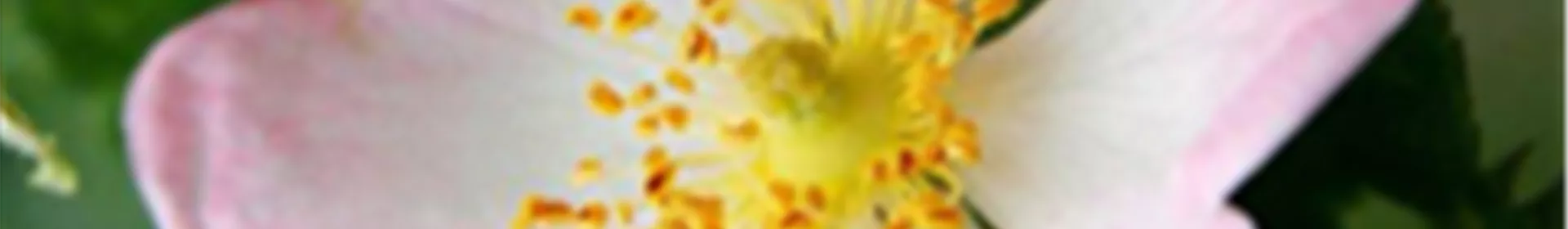 Wildrosen - Rosengut Langerwisch