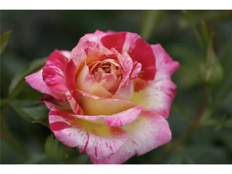 Rosa 'Camille Pissarro®' delstricol