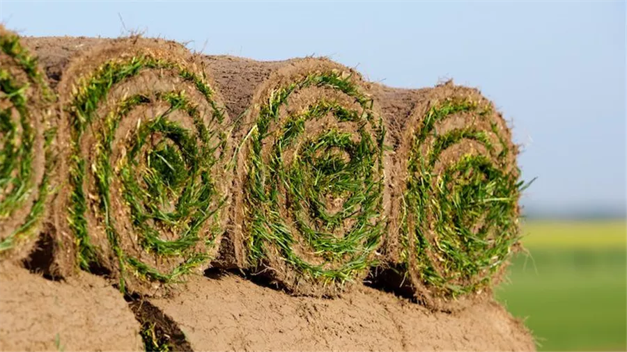 Rollrasen für Gartenflächen