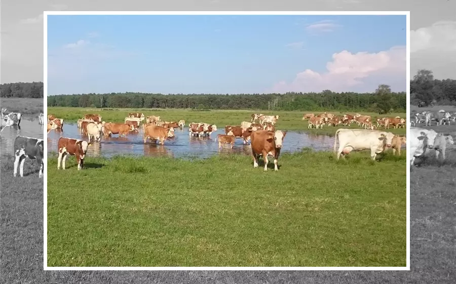 Weidelandfarm Rieben
