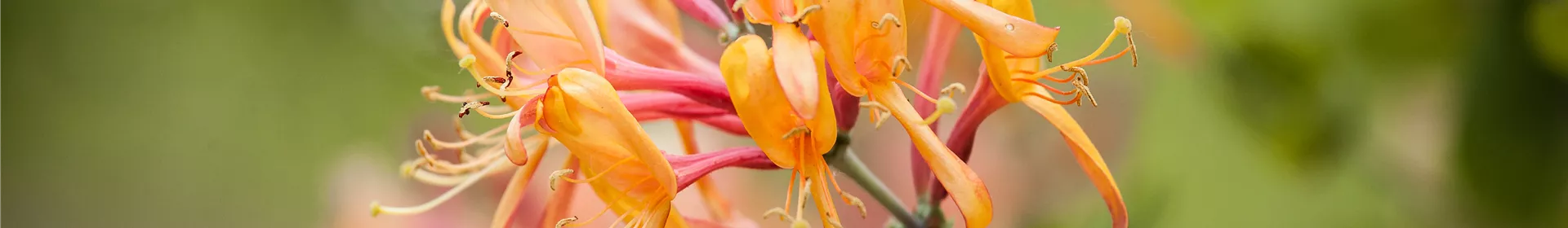 Frühblühende Gehölze - Die Vorboten des Frühlings - Rosengut Langerwisch