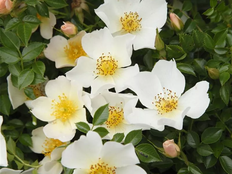 Rosa 'Sonnenröschen®'