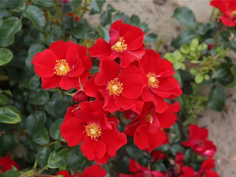 Rosa 'Alexander von Humboldt®'