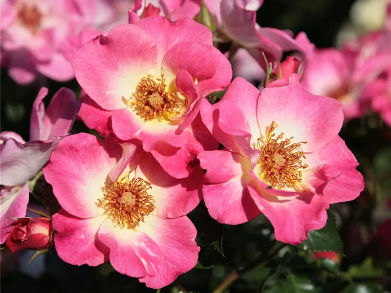 Rosa 'Dolomiti'