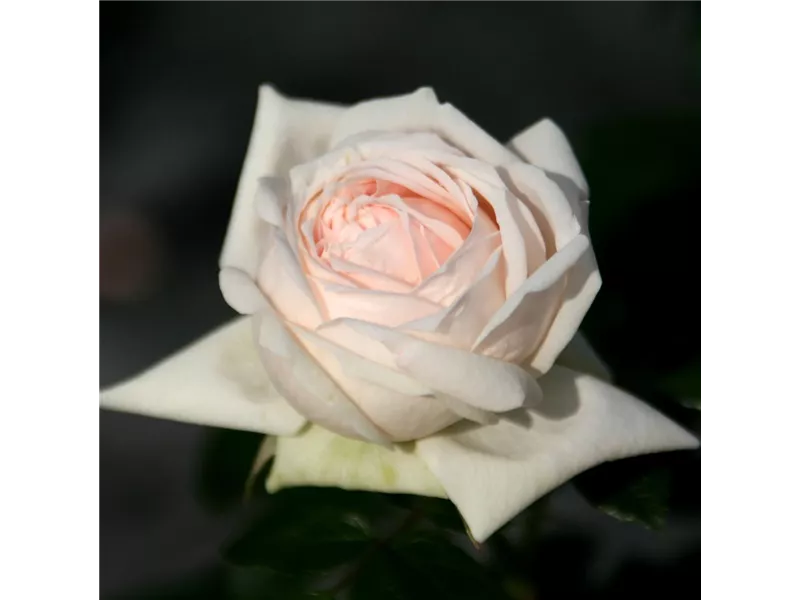 Rosa 'Garden of Roses®'