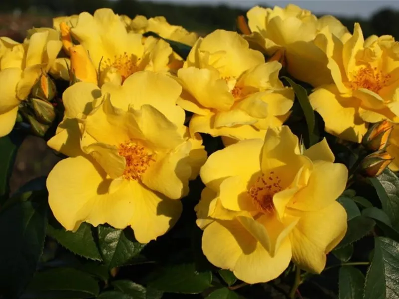 Rosa 'Lemon Fizz®'