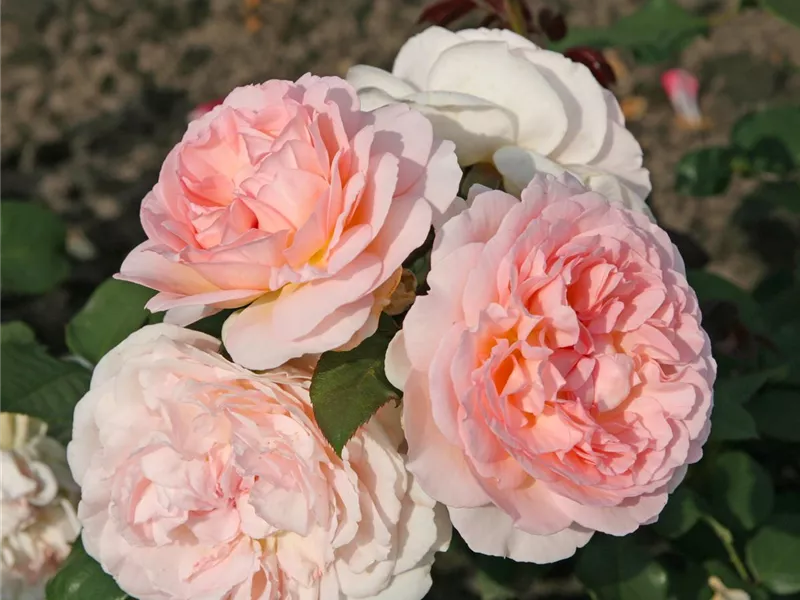 Rosa 'Märchenzauber®'