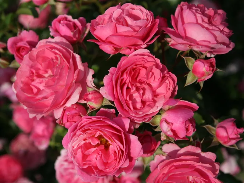 Rosa 'Moin Moin®'