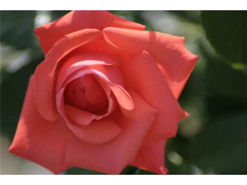 Rosa 'Focus®'