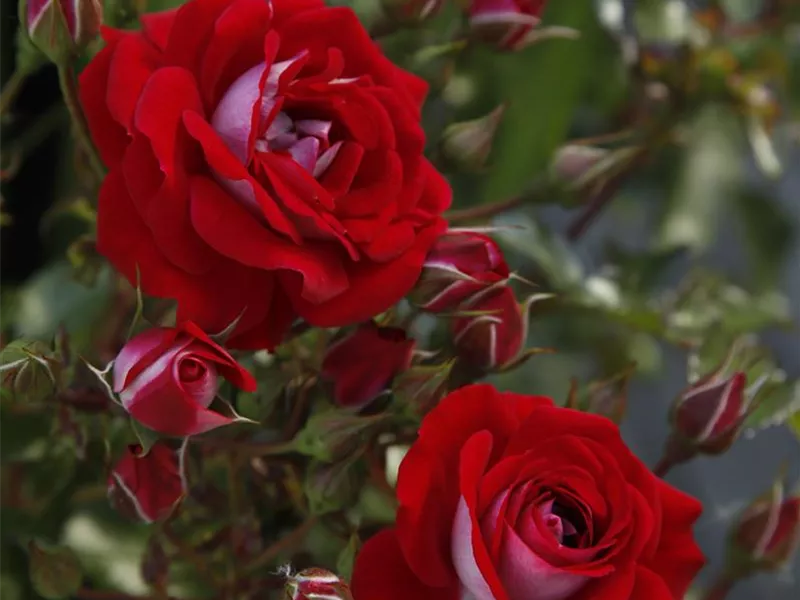 Rosa 'Corazon®'