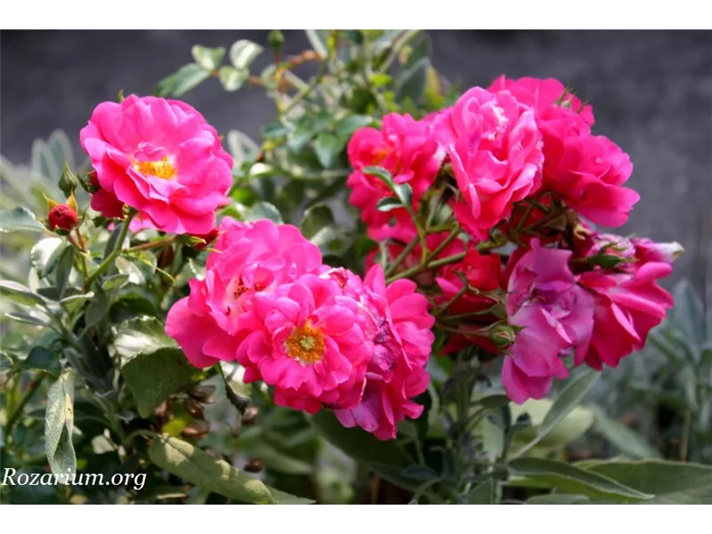 Rosa 'Heidetraum®'