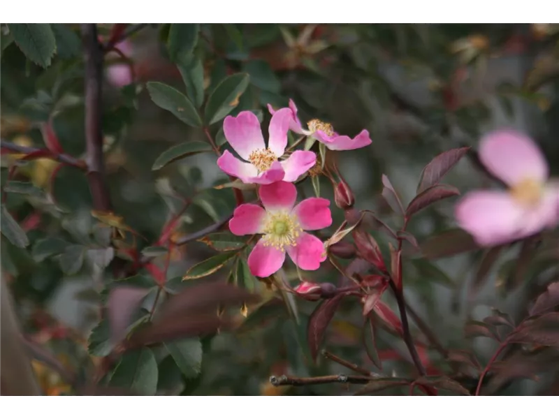 Rosa 'Rosa glauca'