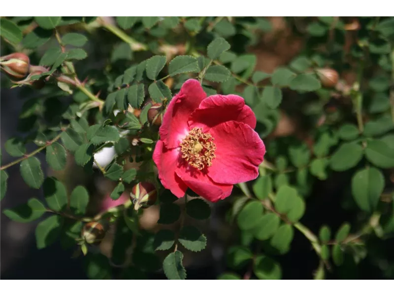 Rosa 'Rosa moyesii'