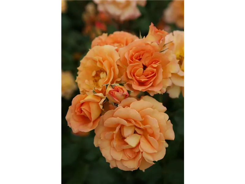 Rosa 'Bentheimer Gold®'