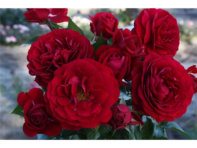 Rosa 'Bordeaux®'