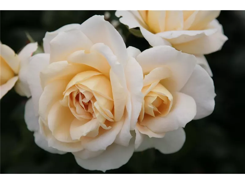 Rosa 'Lions Rose®'