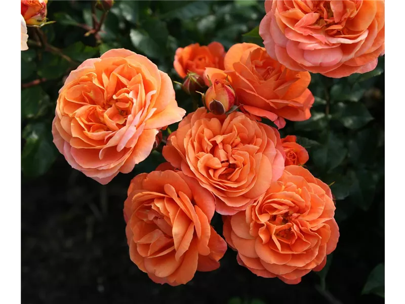 Rosa 'Phoenix®'