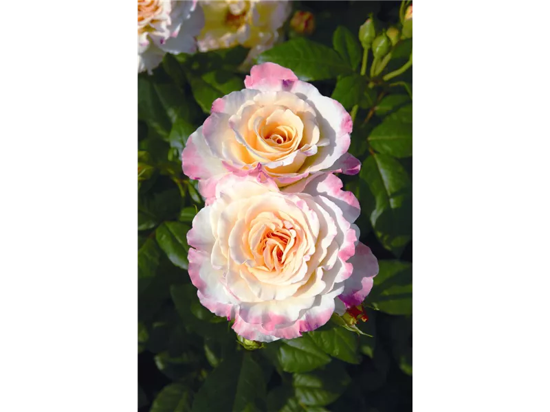 Rosa 'Aquarell®'