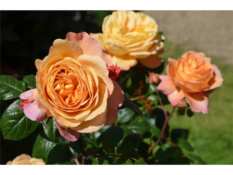 Rosa 'Capri®'
