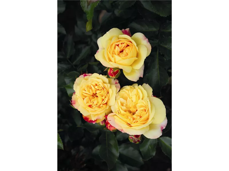 Rosa 'Lampion®'
