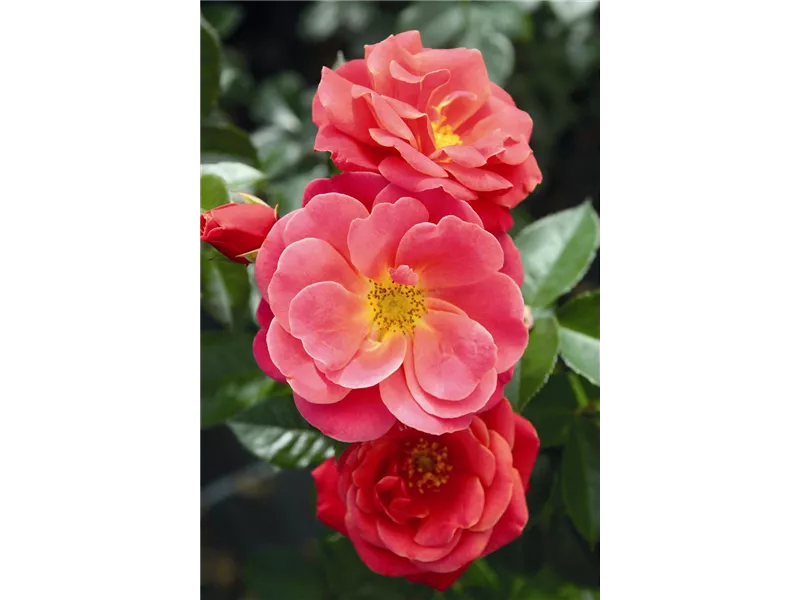 Rosa ''Sunny Rose'®'