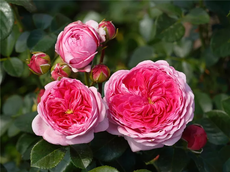 Rosa 'Memoire®'