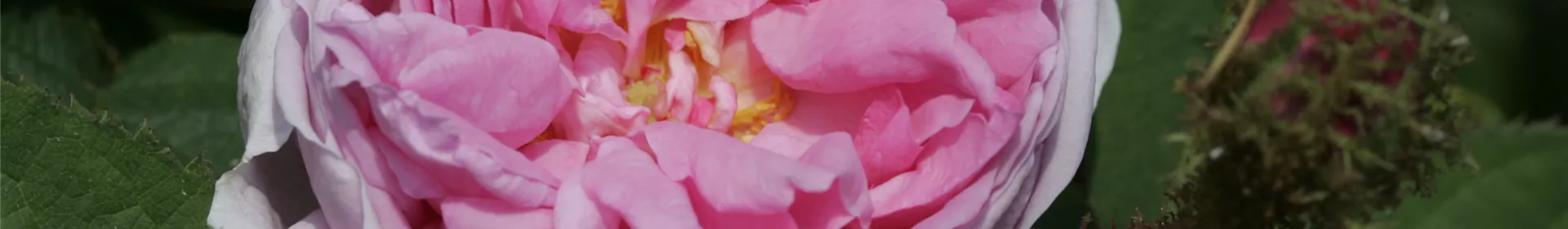 Historische Rosen - Rosengut Langerwisch