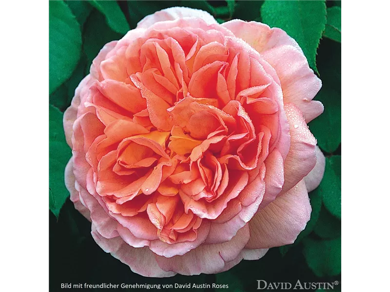 Rosa 'Abraham Darby'