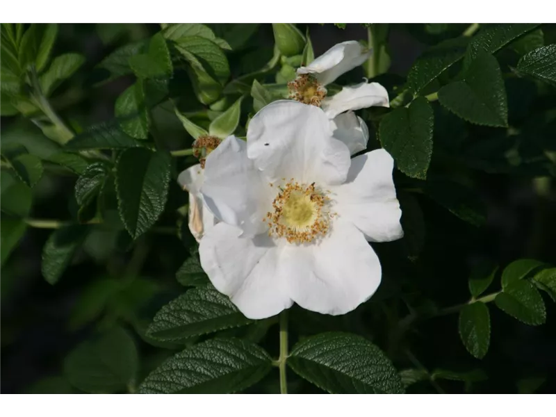 Rosa Rosa rugosa 'Alba®'