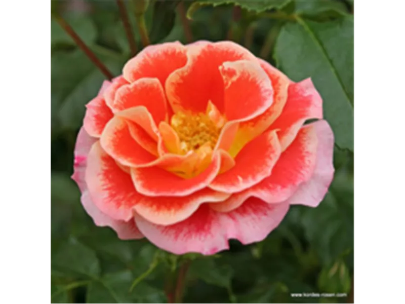 Rosa 'Airbrush®'