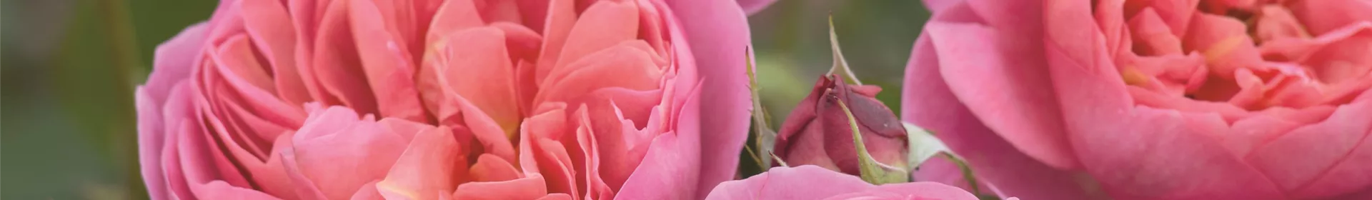 Englische Rosen - Rosengut Langerwisch