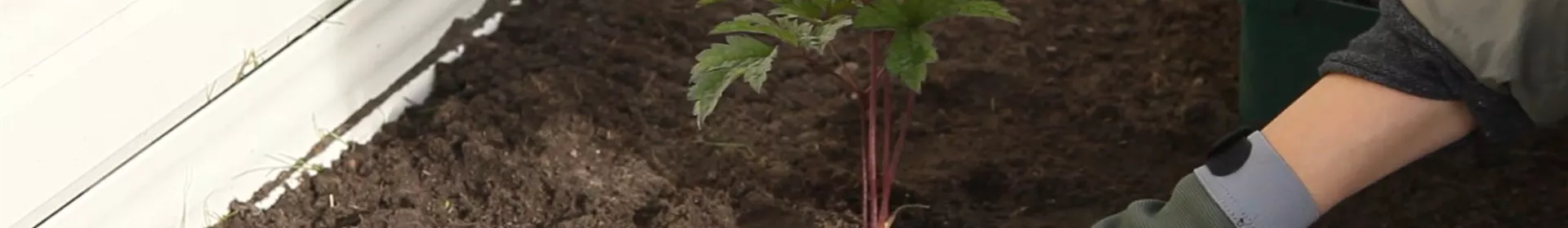 Silberkerze - Einpflanzen im Garten - Rosengut Langerwisch