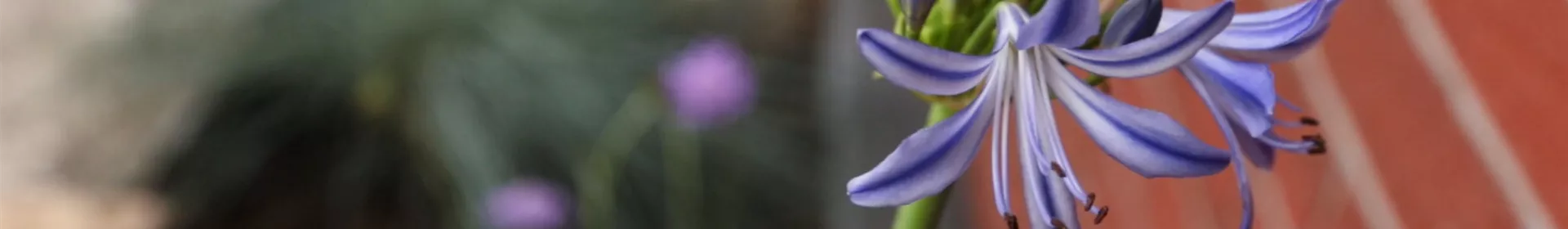 Afrikanische Schmucklilie - Einpflanzen im Garten - Rosengut Langerwisch