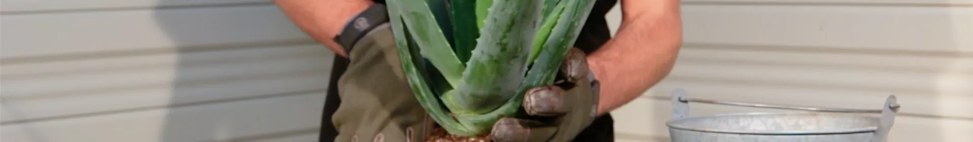 Aloe Vera - Umtopfen - Rosengut Langerwisch