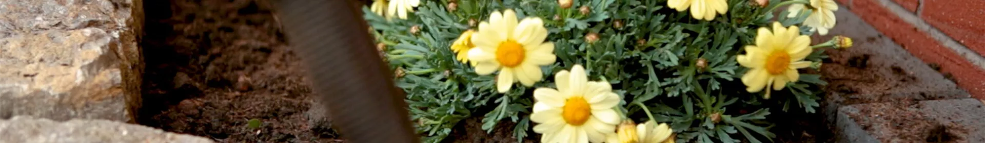 Margeriten - Einpflanzen im Garten - Rosengut Langerwisch