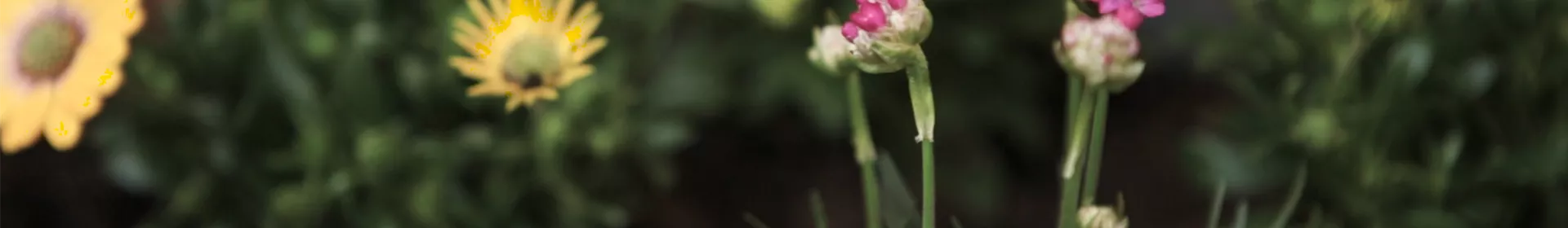 Strandgrasnelke - Einpflanzen im Garten - Rosengut Langerwisch