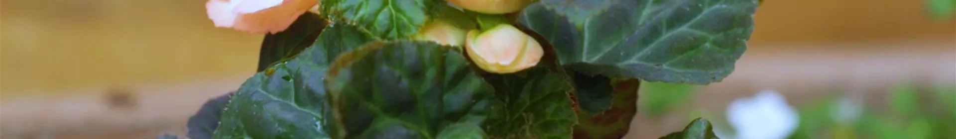 Knollenbegonie - Einpflanzen im Garten - Rosengut Langerwisch