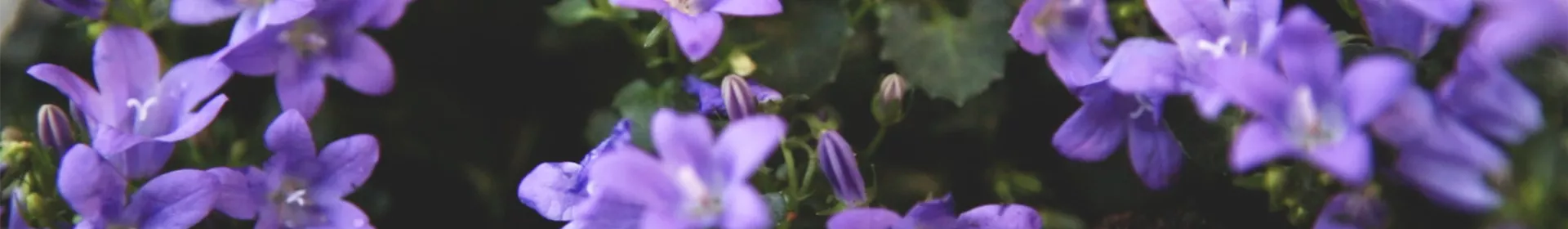 Dalmatiner Polster-Glockenblume - Einpflanzen im Garten - Rosengut Langerwisch