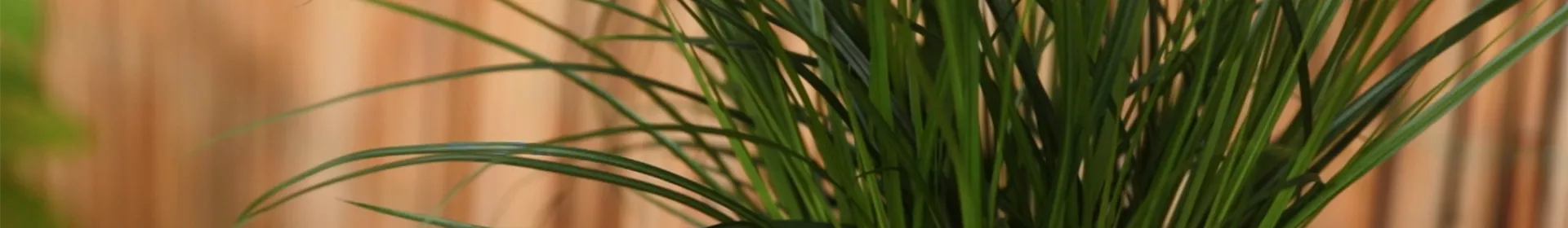Gartensegge - Einpflanzen in ein Gefäß - Rosengut Langerwisch