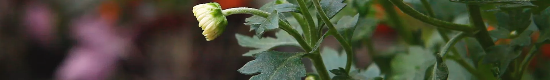 Chrysanthemen - Einpflanzen im Garten - Rosengut Langerwisch