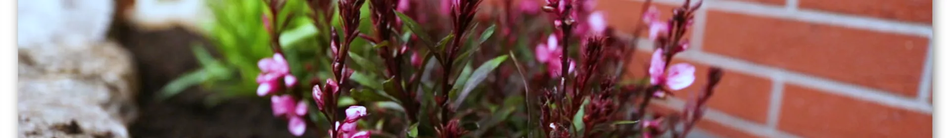 Prachtkerze – Einpflanzen im Garten - Rosengut Langerwisch