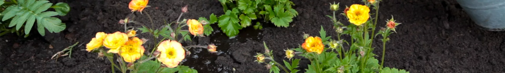 Nelkenwurz - Einpflanzen im Garten - Rosengut Langerwisch