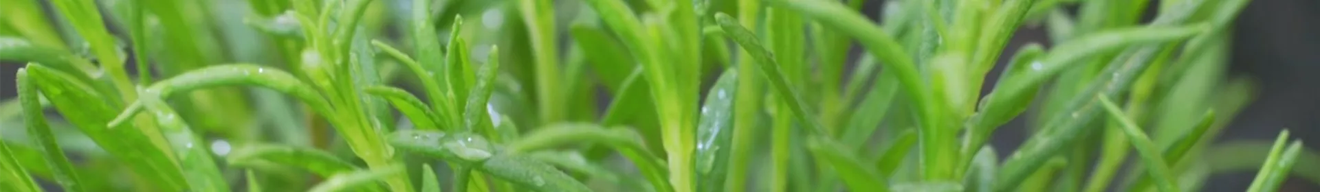 Lavendel - Einpflanzen im Garten - Rosengut Langerwisch