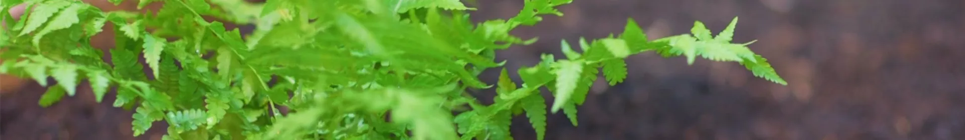 Becherfarn - Einpflanzen im Garten - Rosengut Langerwisch