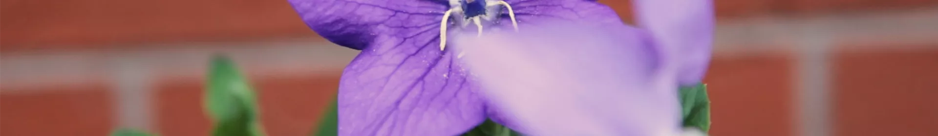 Videos - Rosengut Langerwisch